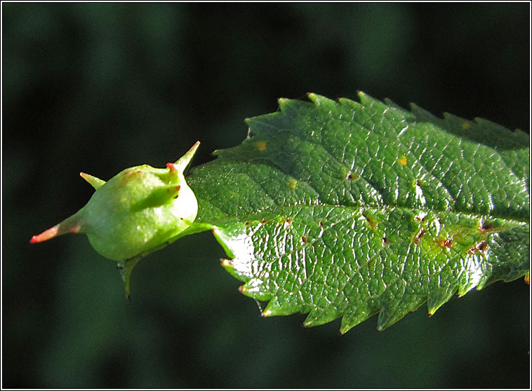 Diplolepis nervosa, Sputnik Gall