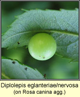 Diplolepis eglanteriae/nervosa