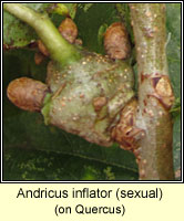 Andricus inflator