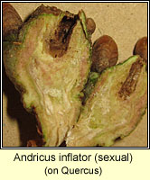 Andricus inflator