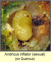 Andricus inflator