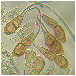 Puccinia arenariae