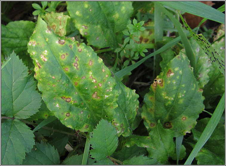 Puccinia arenariae