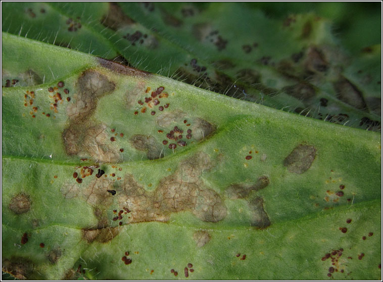 Puccinia arenariae