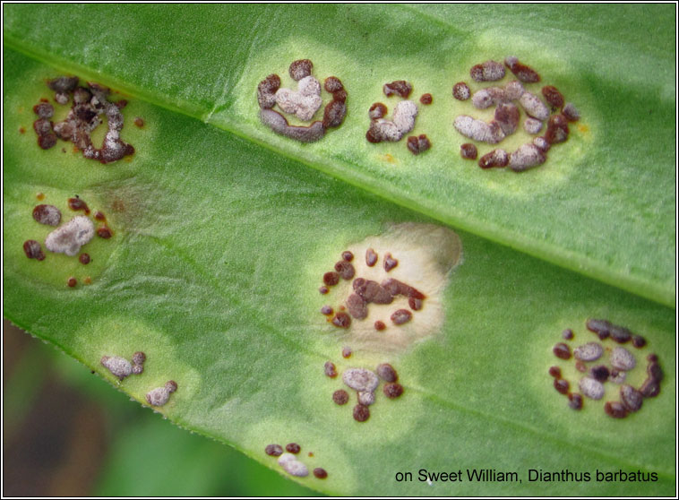 Puccinia arenariae