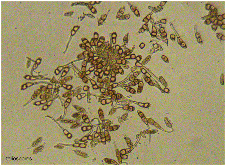 Puccinia arenariae