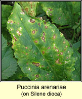 Puccinia arenariae