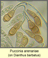 Puccinia arenariae