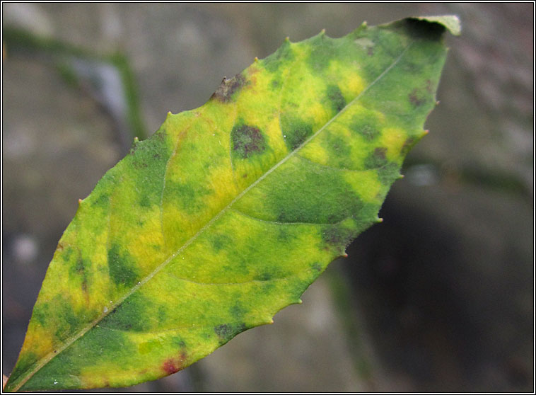 Pucciniastrum fuchsiae