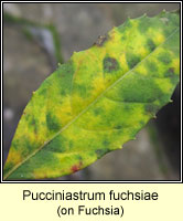 Pucciniastrum fuchsiae