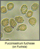 Pucciniastrum fuchsiae