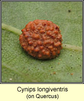 Cynips longiventris