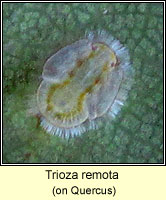 Trioza remota