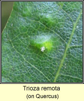 Trioza remota