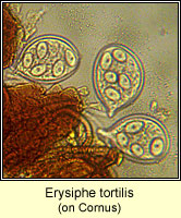 Erysiphe tortilis