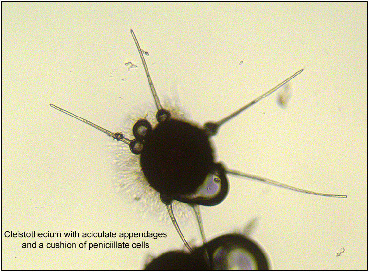 Phyllactinia betulae