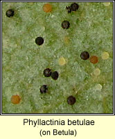 Phyllactinia betulae