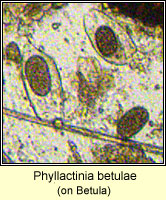 Phyllactinia betulae