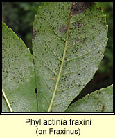 Phyllactinia fraxini