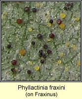 Phyllactinia fraxini