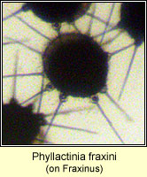 Phyllactinia fraxini