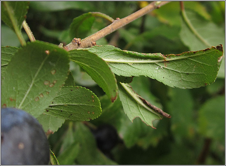 Pristiphora monogyniae (Micronematus monogyniae)