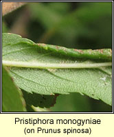 Pristiphora monogyniae (Micronematus monogyniae)