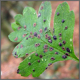 Eriophyes crataegi