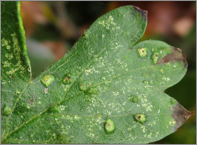 Eriophyes crataegi