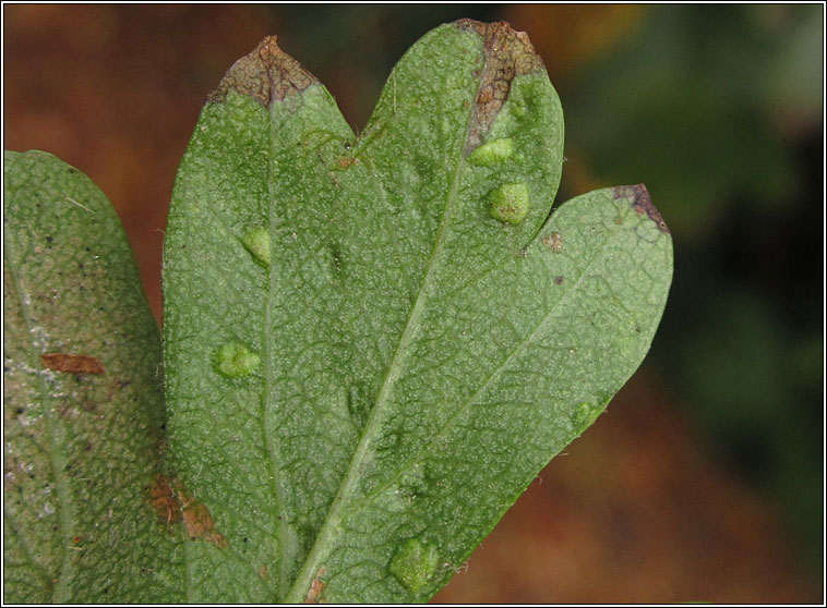 Eriophyes crataegi