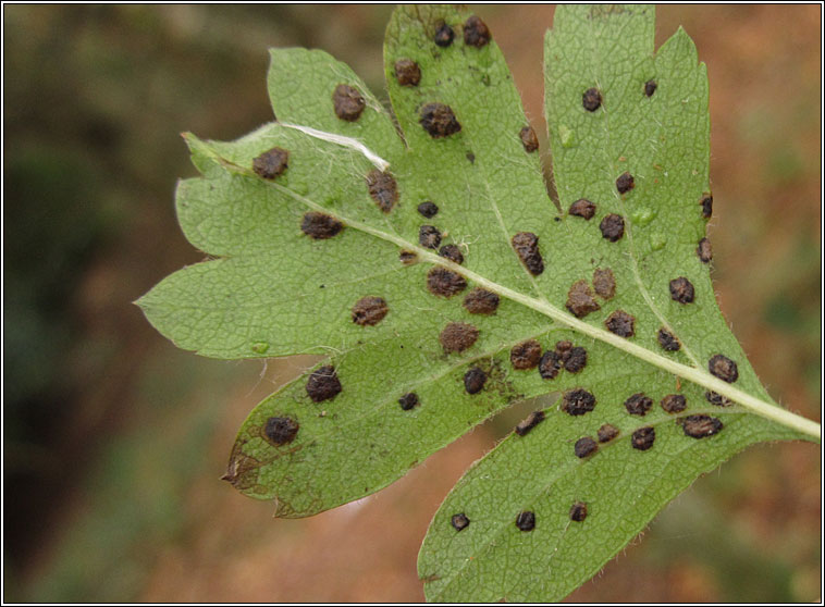 Eriophyes crataegi