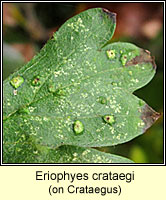 Eriophyes crataegi