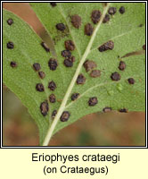 Eriophyes crataegi