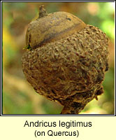 Andricus legitimus