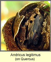 Andricus legitimus