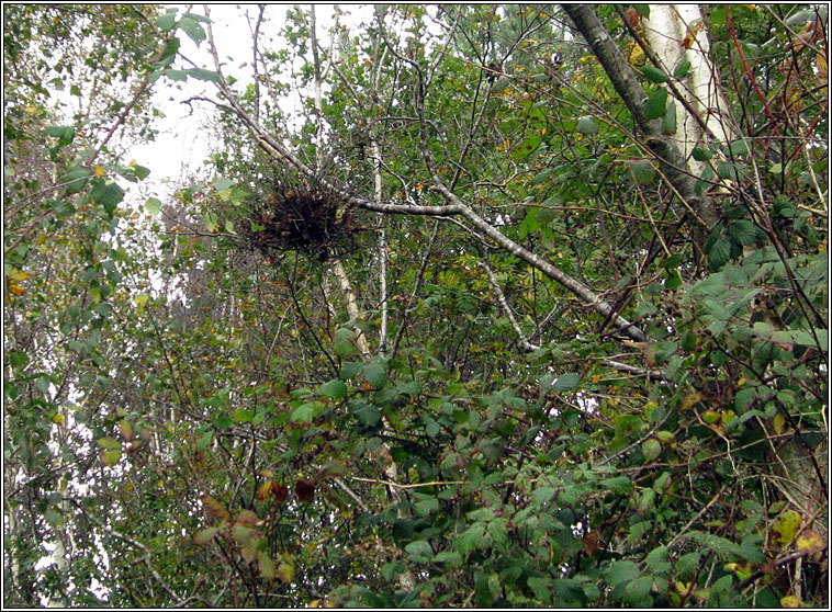 Taphrina betulina, Witches Broom