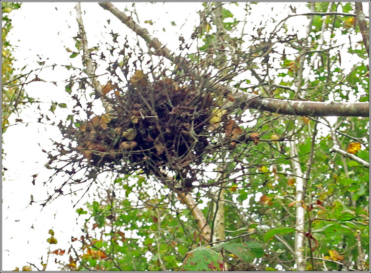 Taphrina betulina, Witches Broom