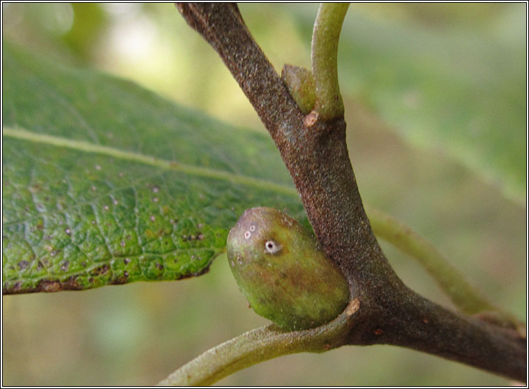 Euura mucronata