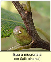 Euura mucronata