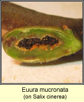 Euura mucronata