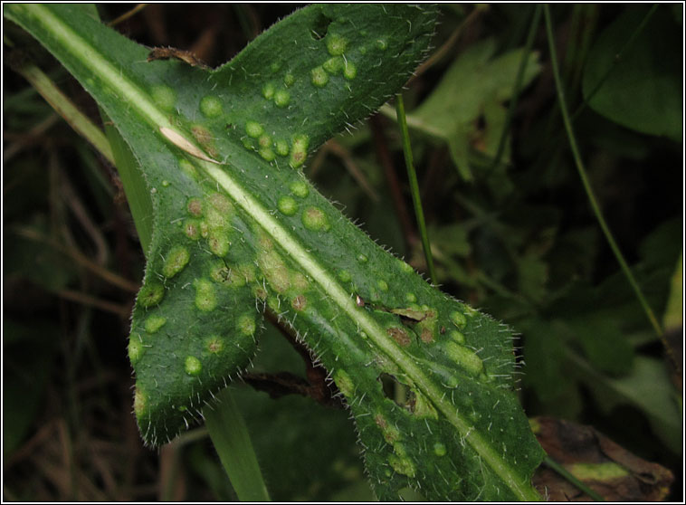 Aceria centaureae