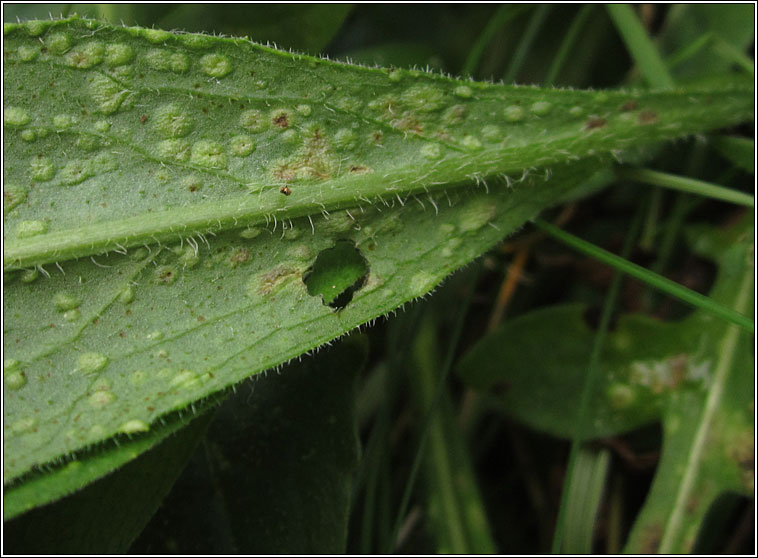 Aceria centaureae