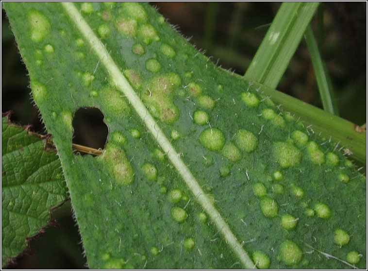 Aceria centaureae