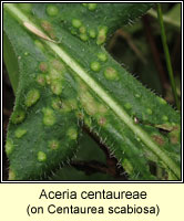 Aceria centaureae