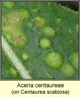 Aceria centaureae