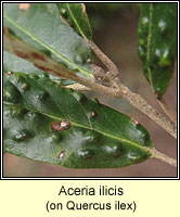 Aceria ilicis