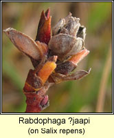 Rabdophaga jaapi