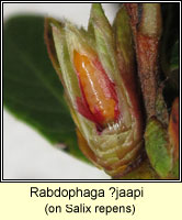 Rabdophaga jaapi