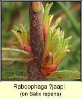 Rabdophaga jaapi