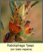 Rabdophaga jaapi